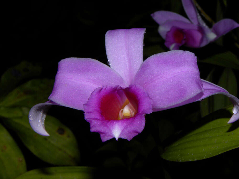 Image of Sobralia labiata Warsz. & Rchb. fil.