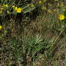 Potentilla gracilis var. fastigiata (Nutt.) S. Wats. resmi