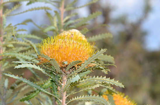 Image of Banksia stuposa (Lindl.) A. R. Mast & K. R. Thiele