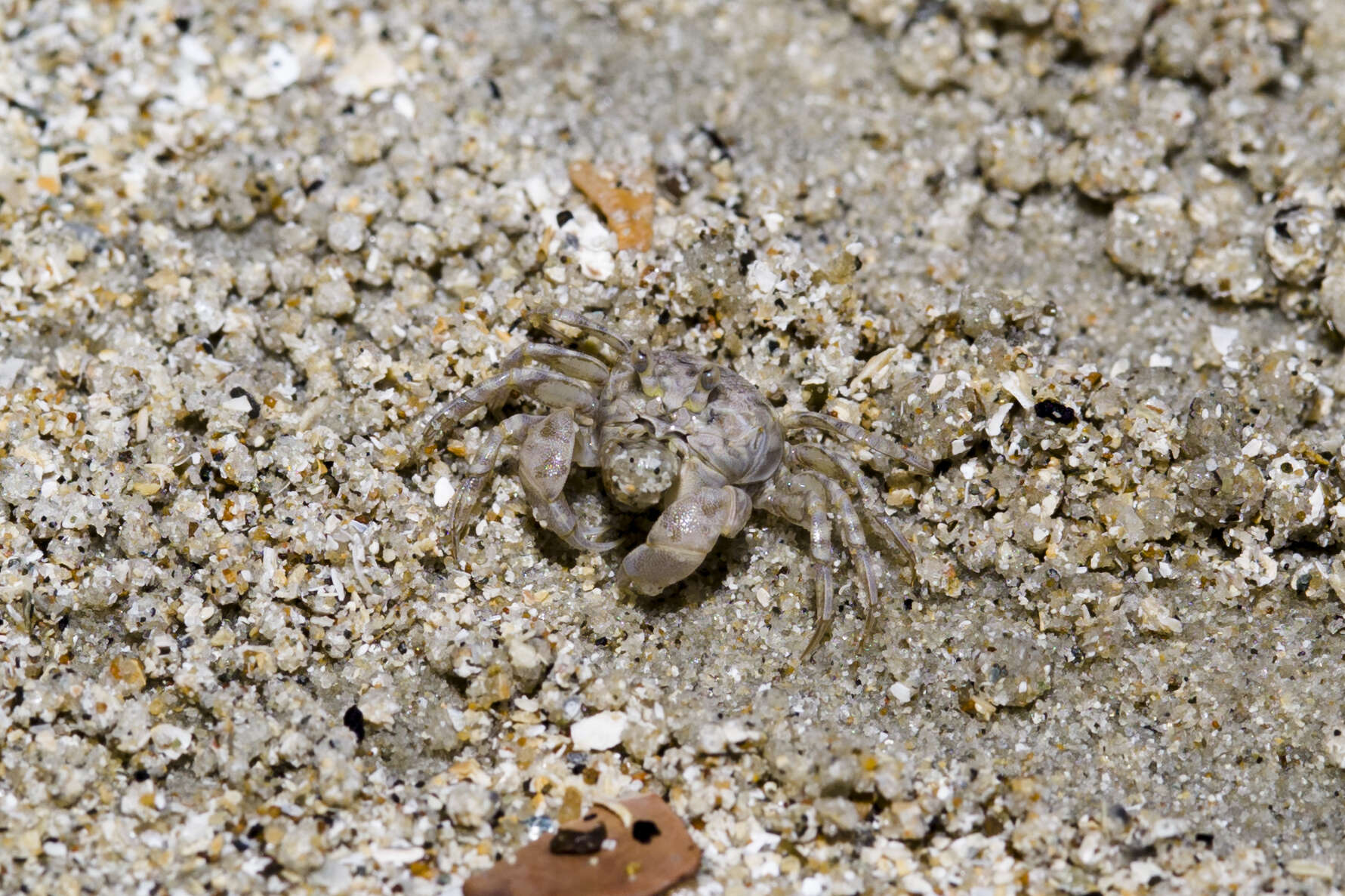 Image of Sand Bubbler Crab