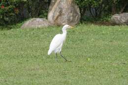Image of Intermediate Egret