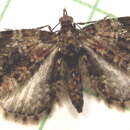 Imagem de Eupithecia rotundopuncta Packard 1871