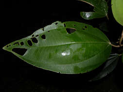 Image of Miconia argentea (Sw.) DC.