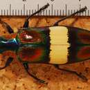 Image of Chrysochroa toulgoeti Descarpentries 1982