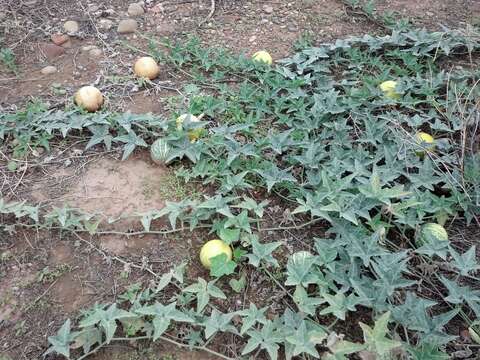 Image of gourd