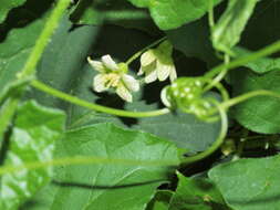 Image of bryony