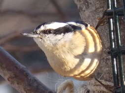 Image of nuthatches and relatives