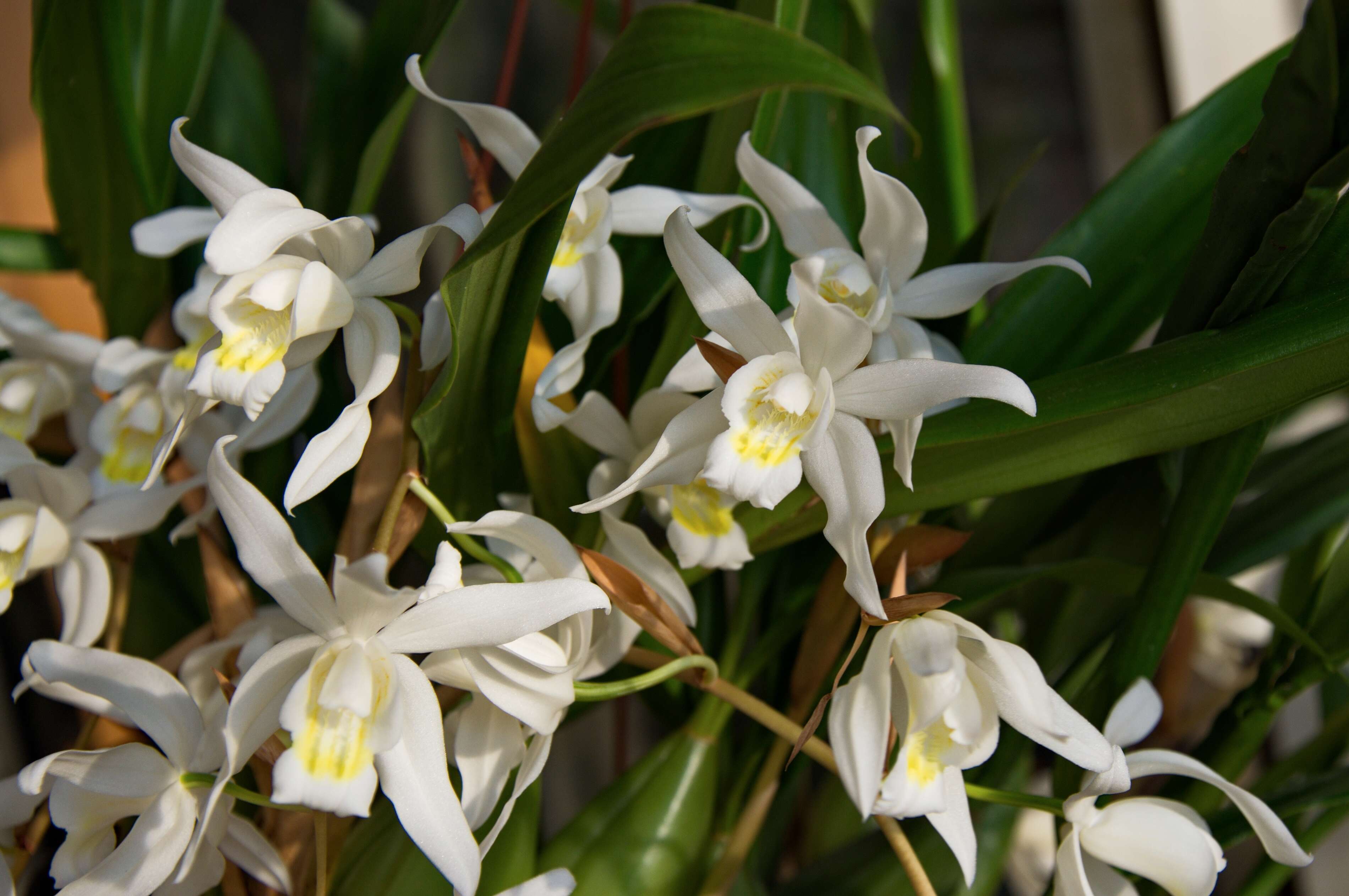 Image of Coelogyne cristata × Coelogyne flaccida