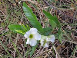 Imagem de Odontadenia lutea (Vell. Conc.) Markgr.