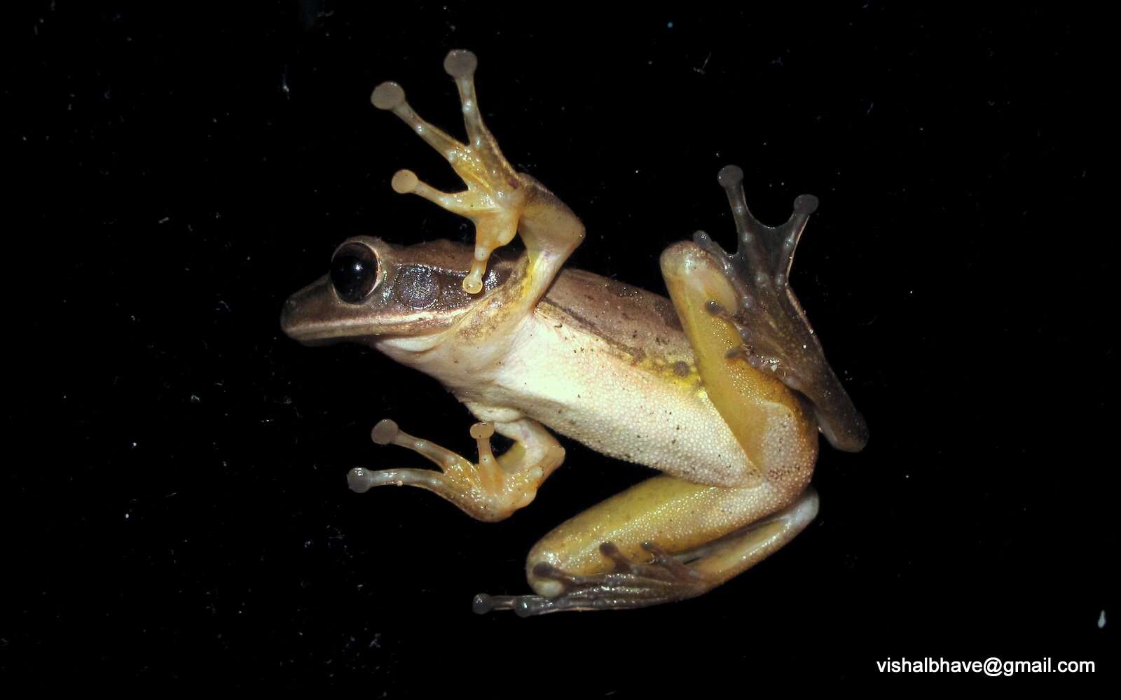 Image of Old World tree frogs