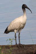 Threskiornis molucca (Cuvier 1829) resmi