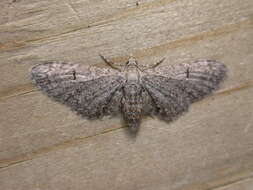 Image de Eupithecia