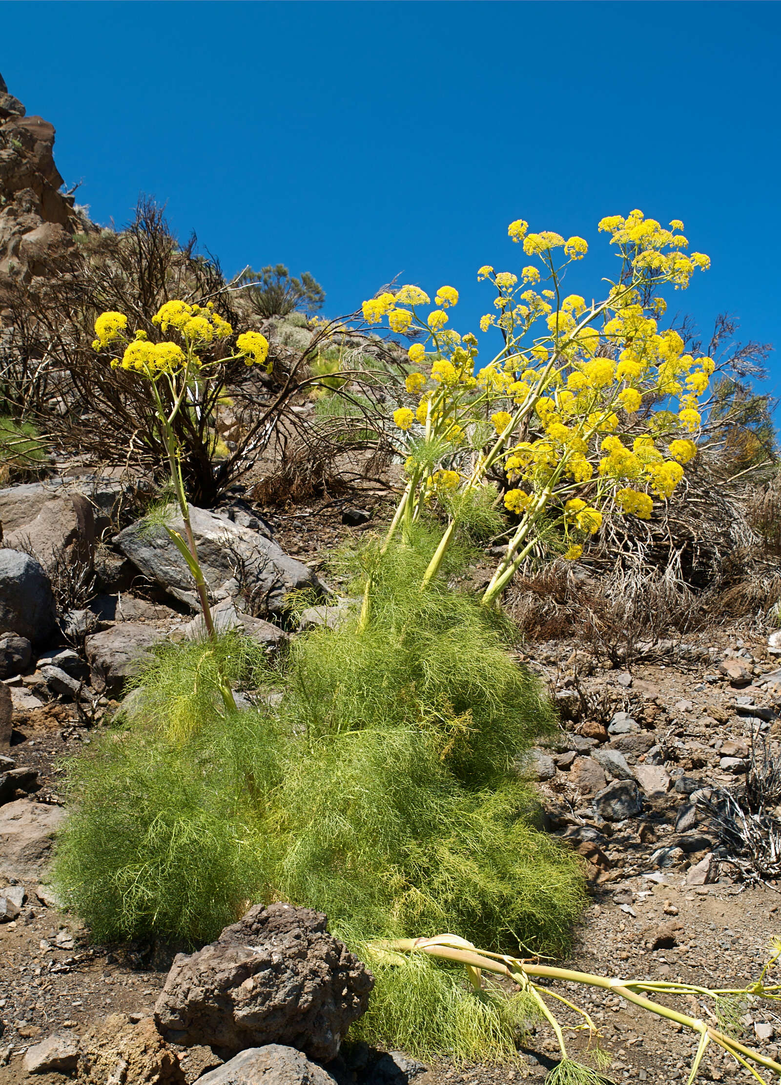 Image of Giant Fennel