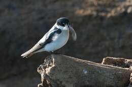 Image of Mangrove Swallow