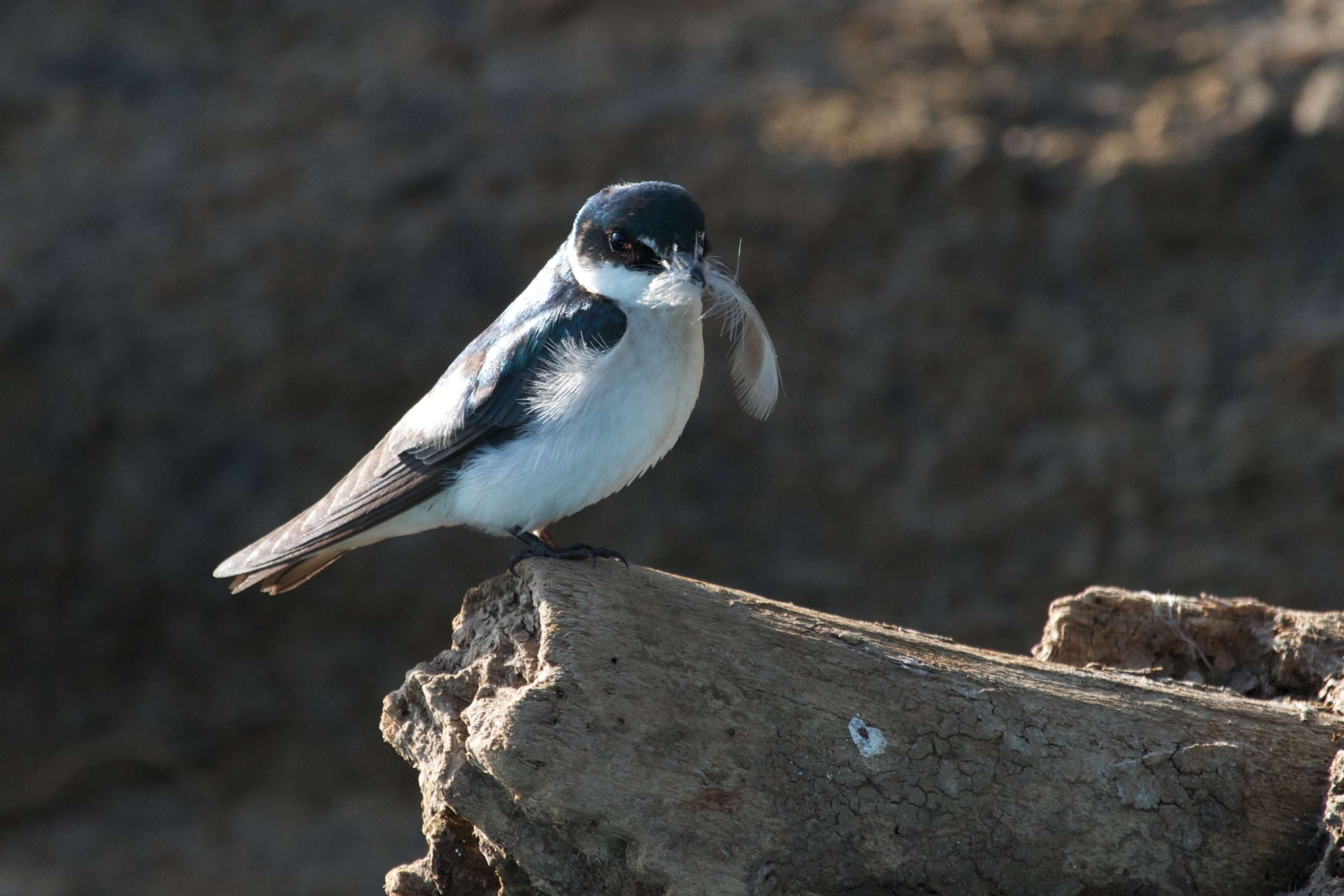 Image of Mangrove Swallow