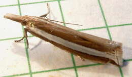 Image of Crambus unistriatellus Packard 1868