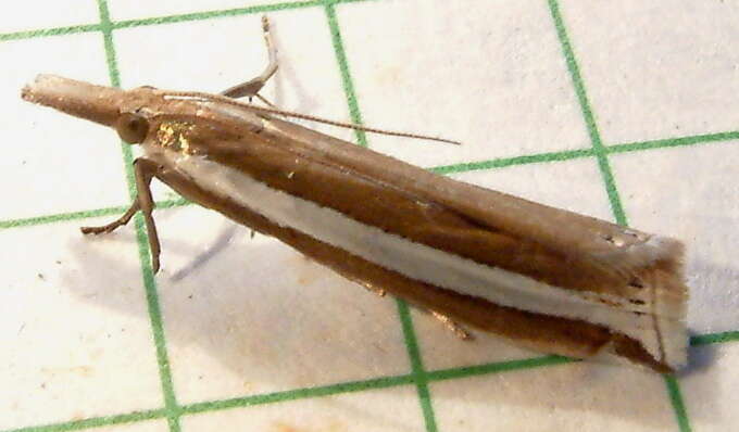 Image of Crambus unistriatellus Packard 1868