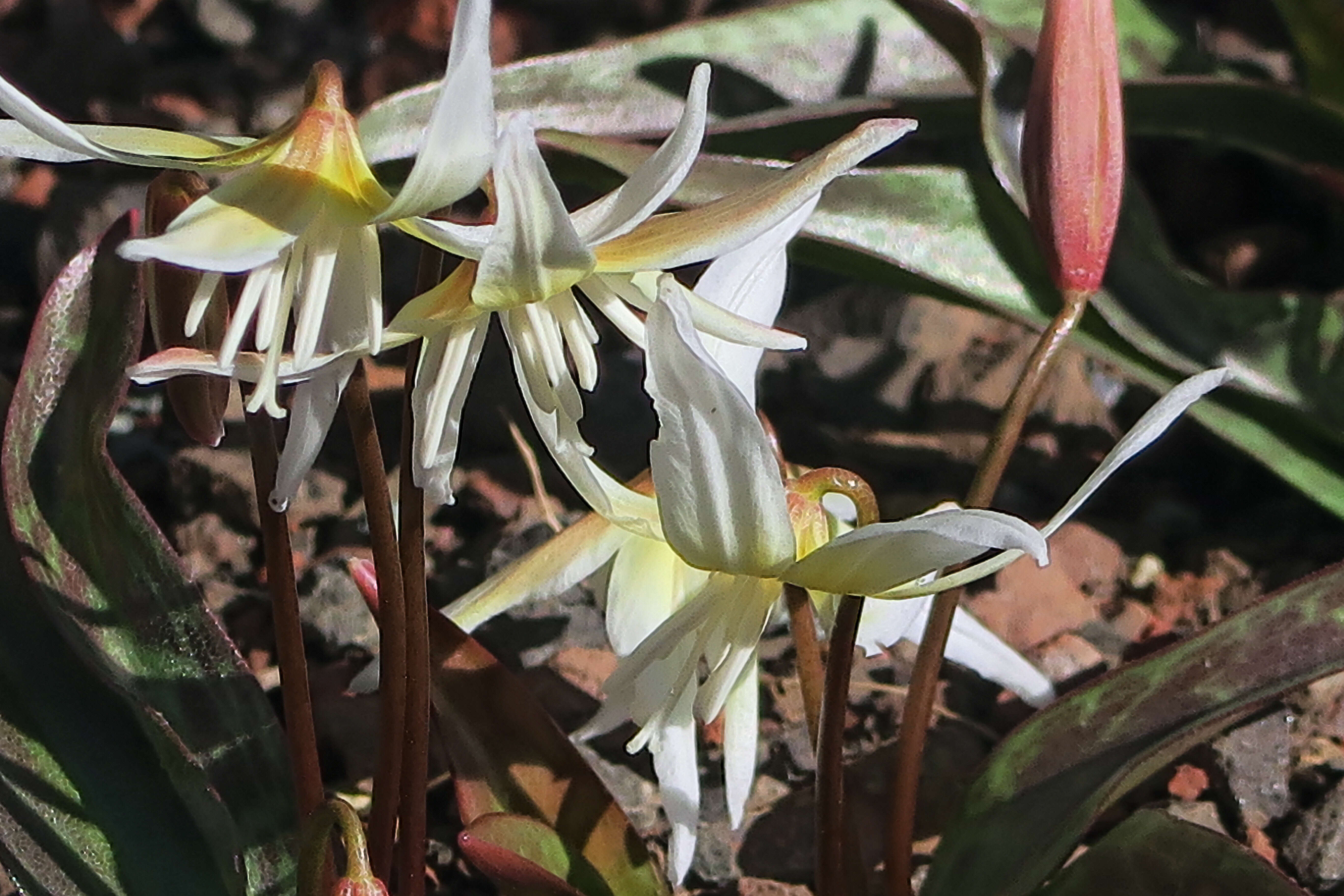 Image of Fawn lily