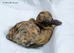 Image of Collared Dove