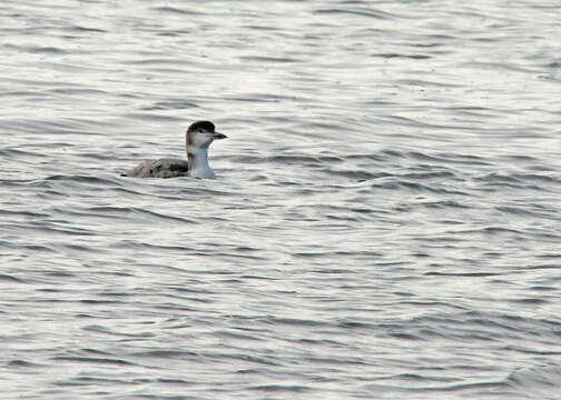 Image of loons