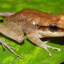 Image of Longsnout Robber Frog