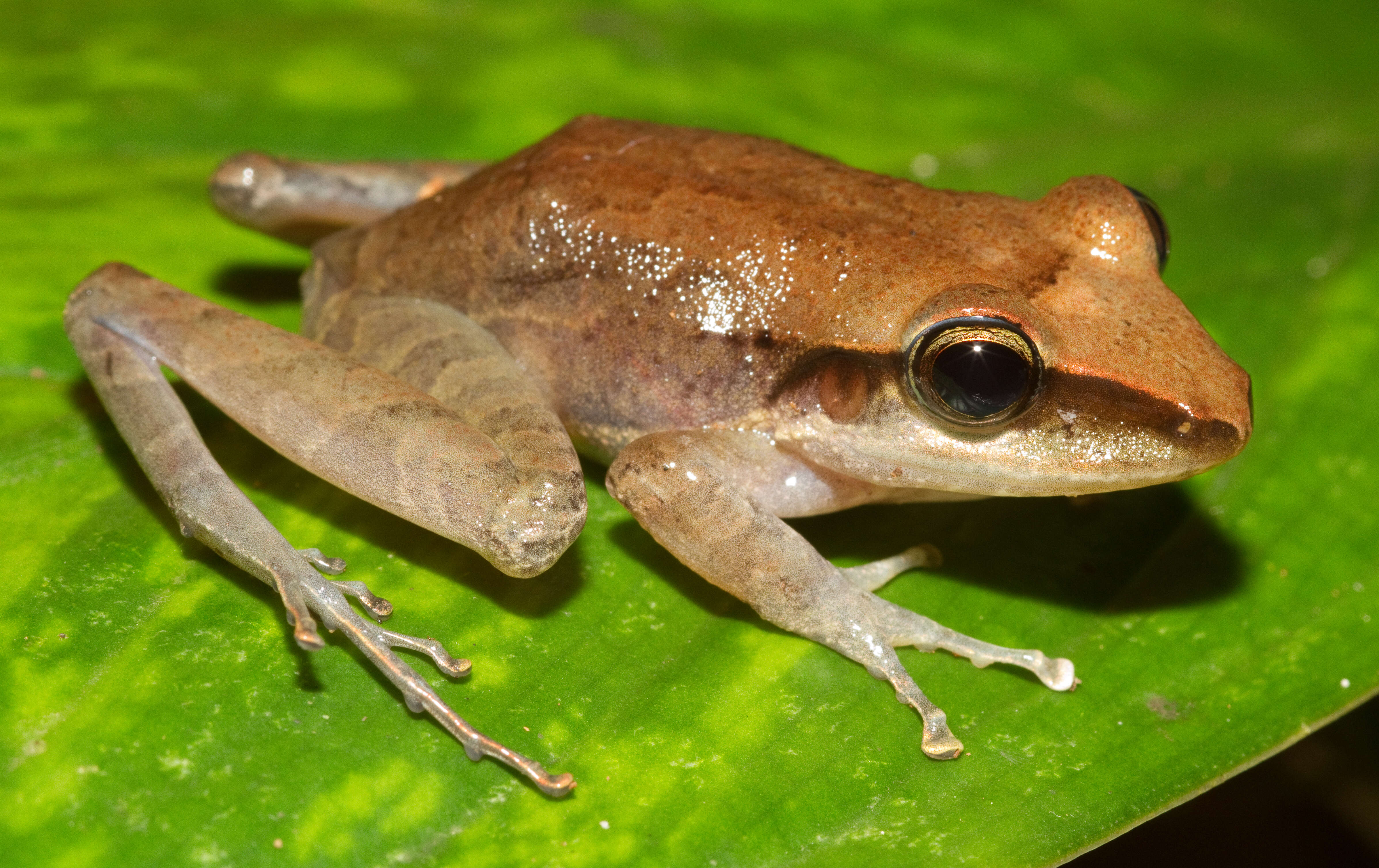 Plancia ëd Craugastor longirostris (Boulenger 1898)