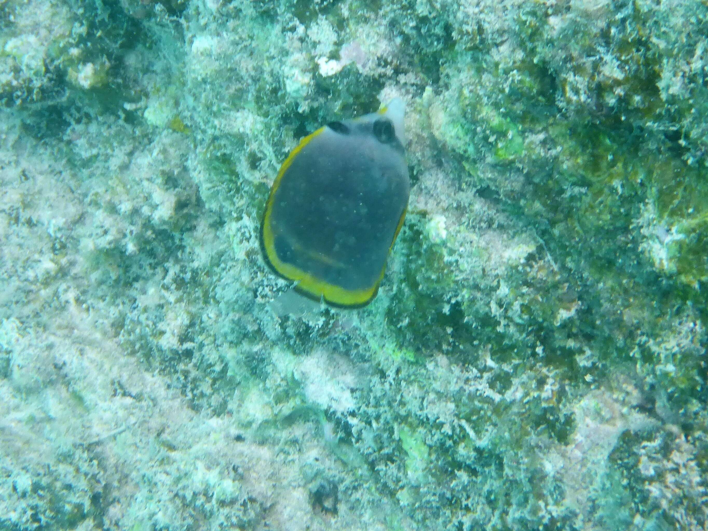 Image of Black Butterflyfish
