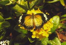 Cethosia cyane Drury 1770 resmi