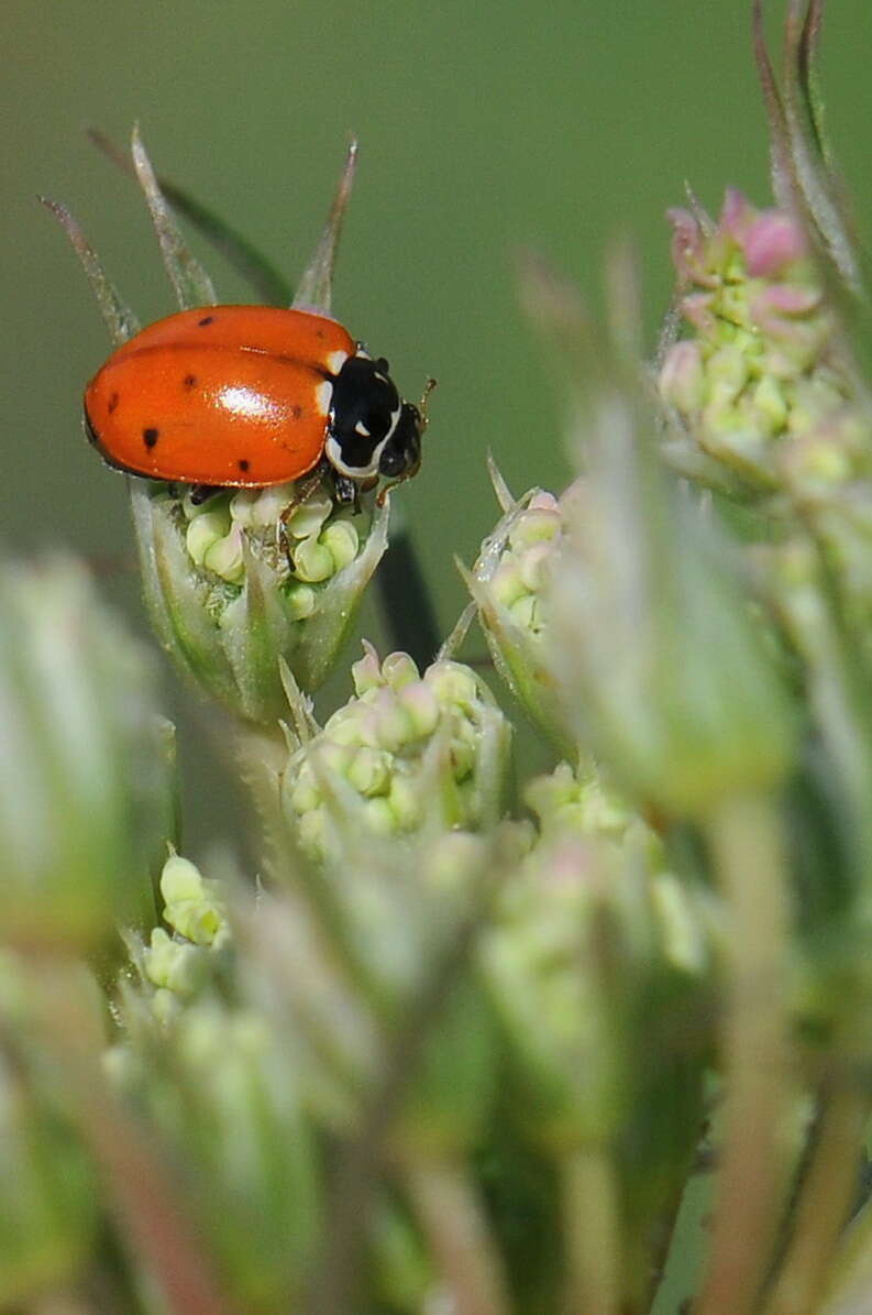 صورة <i>Adonia variegata</i>