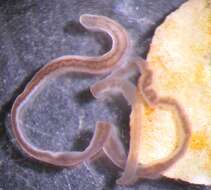 Image of Emplectonematidae