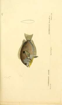 Image de Etroplus maculatus (Bloch 1795)