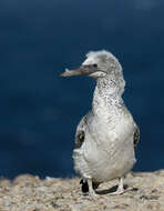 Image of Australasian Gannet