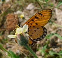 Image of Acraea violae Fabricius 1775