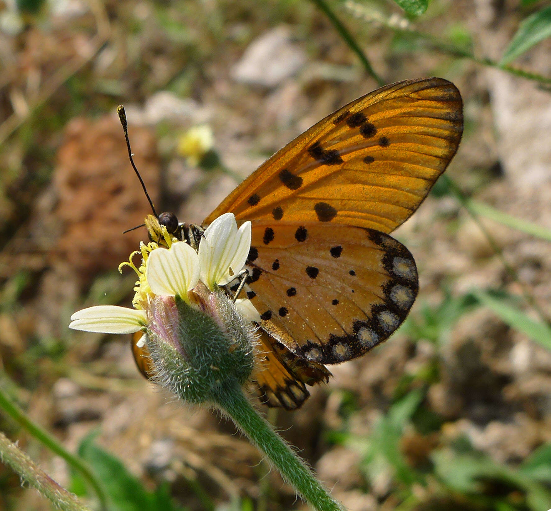 Image of Acraea violae Fabricius 1775