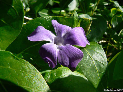 Imagem de Vinca difformis Pourr.