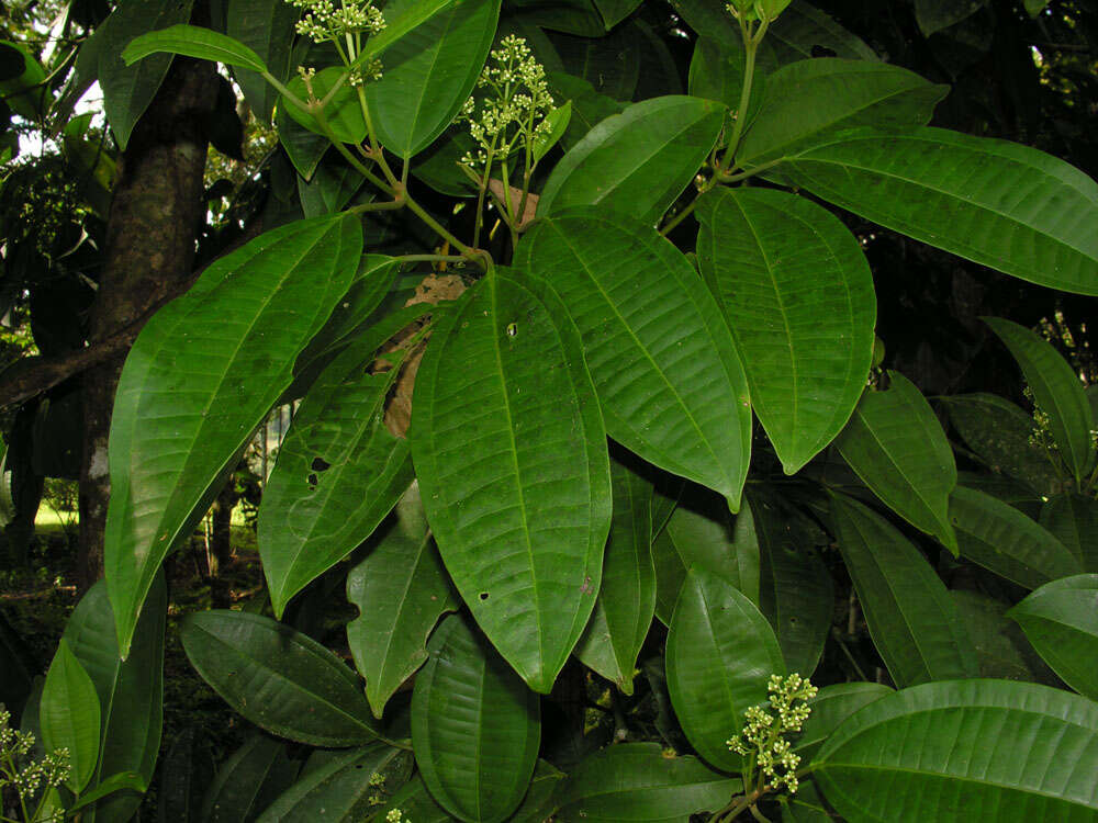 Image of Miconia hondurensis Donn. Sm.