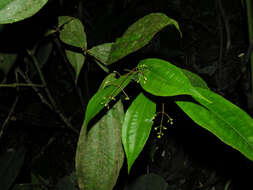 Image of Conostegia dissitiflora (Almeda) Kriebel