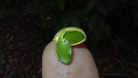 Image of Erythroxylum squamatum Sw.