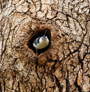 Image of White-breasted Nuthatch