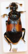 Nicrophorus (Nicrophorus) oberthuri (Portevin 1924) resmi