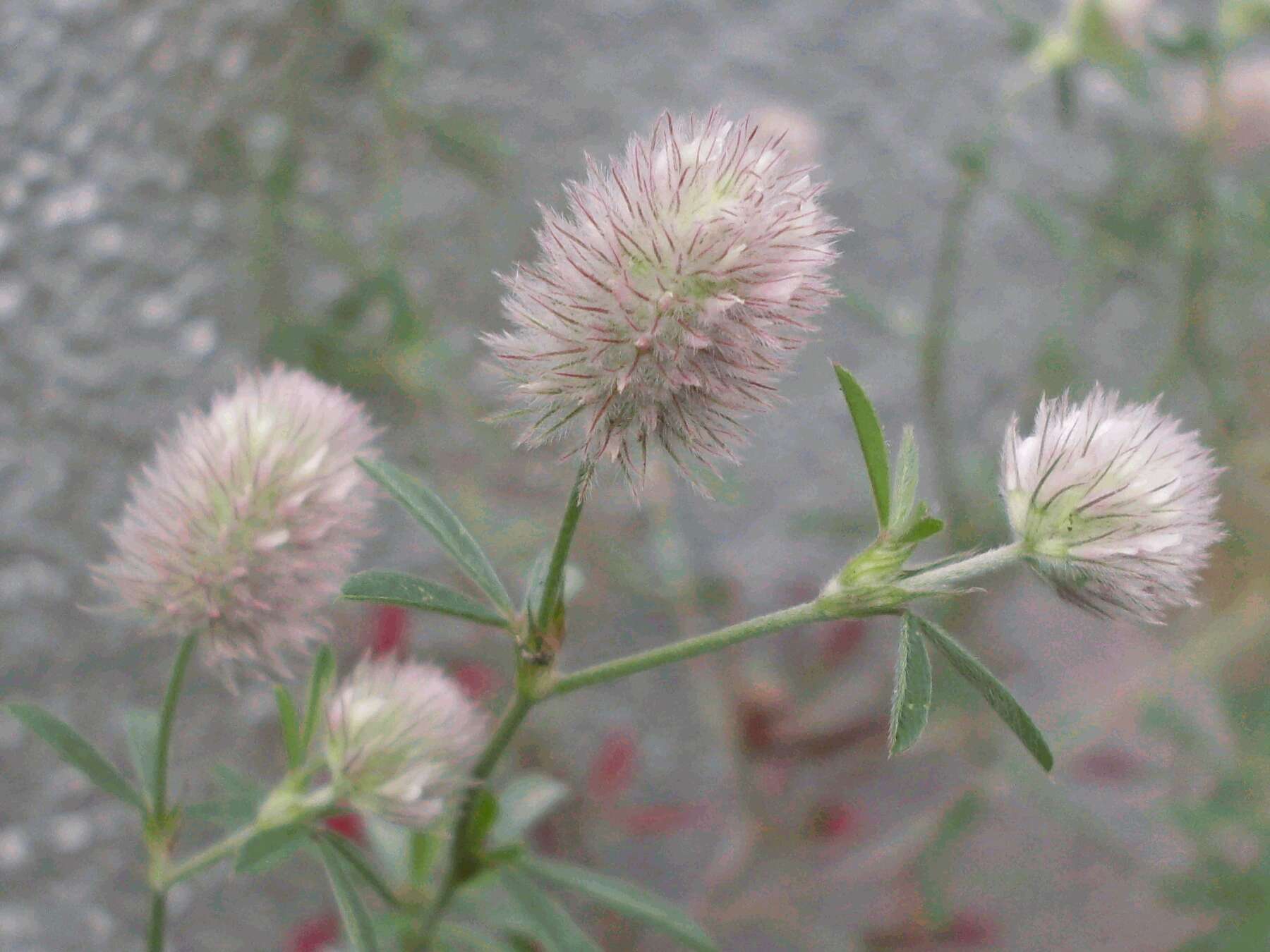 Imagem de Trifolium arvense L.