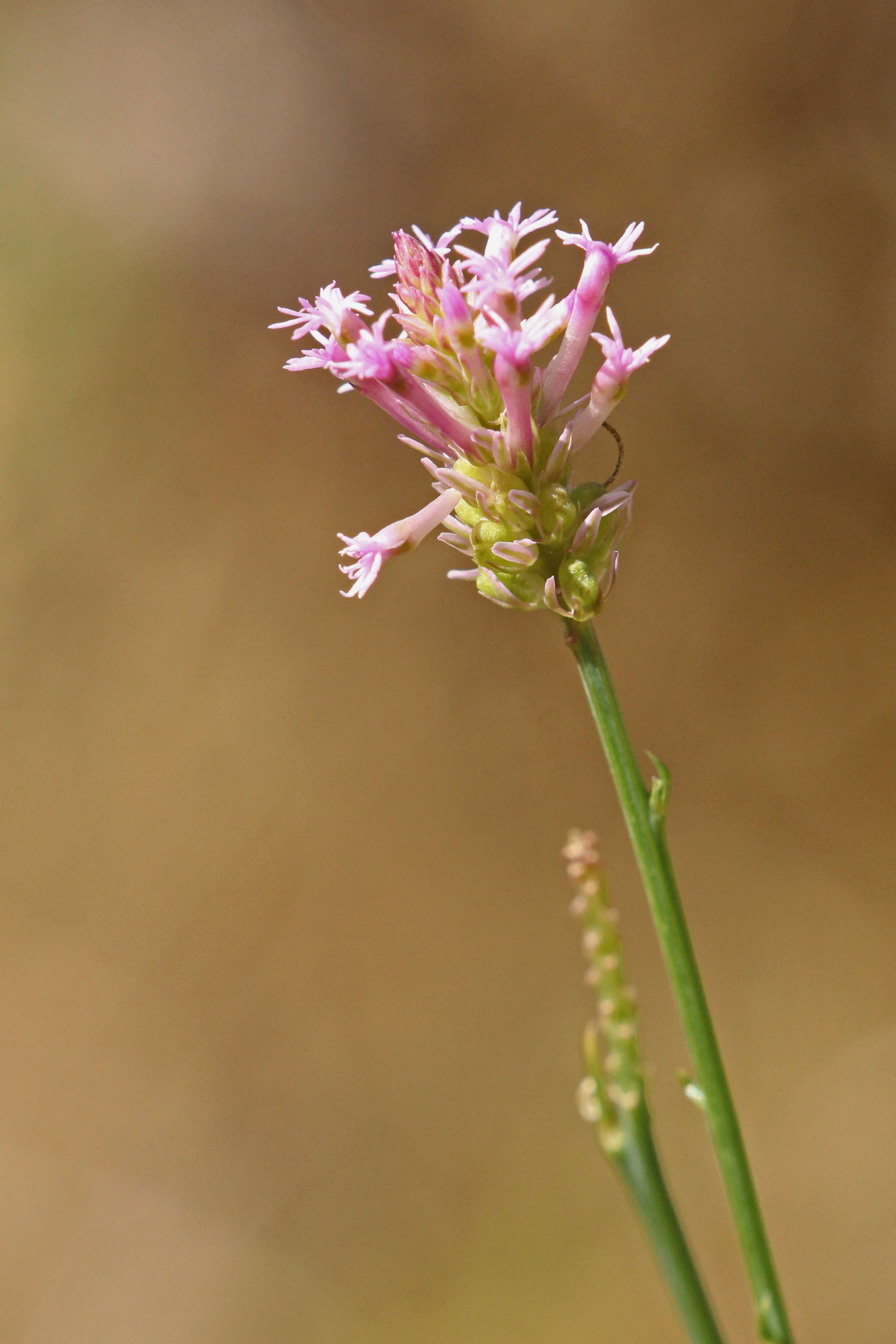 Image of Few-flowered Milkwort