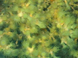 Image of zoanthids