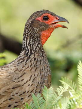 Image of Swainson's Spurfowl