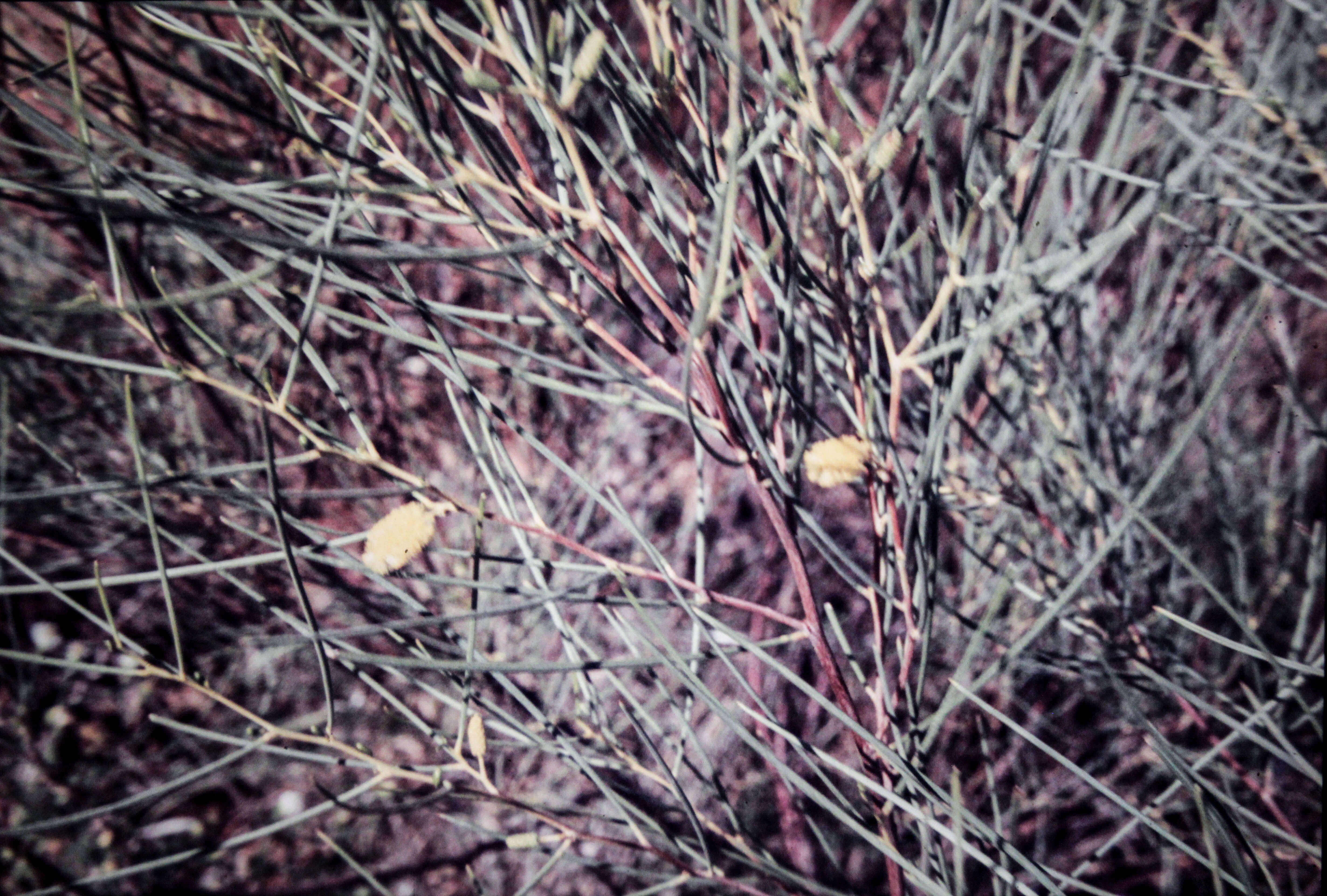 Plancia ëd Acacia tenuissima F. Muell.