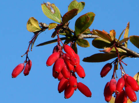 Image of Barberry