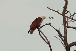 Image of Brahminy Kite