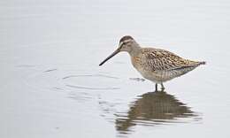 Image of Dowitcher