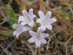 Image of Mexican clover