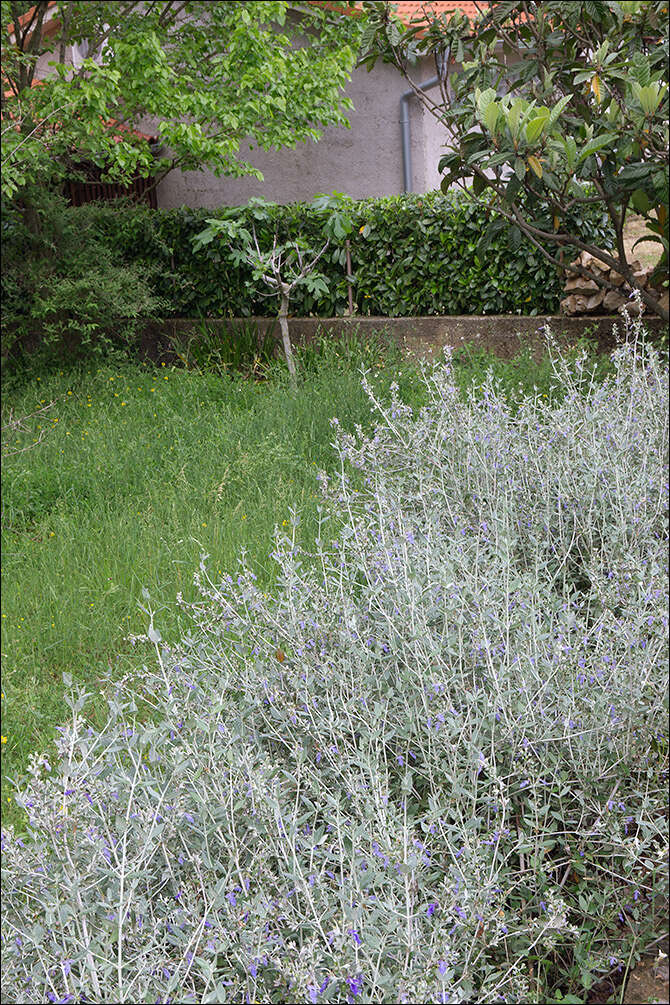 Слика од Teucrium fruticans L.